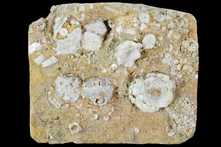 Fossil Crinoid Plate - Missouri #103521